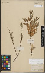 Foto von Salix repens L. x Salix viminalis L.